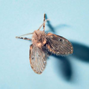 Drain Fly